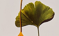 Irving Penn Rekordpreis und seine teuersten Fotos