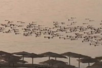 Spencer Tunick Nackte in Israel und der Salzsee